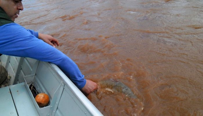 O Instituto Água e Terra anuncia o fim da piracema nesta sexta-feira (28). A partir deste sábado (29) está liberada a pesca amadora e comercial de espécies nativas nas bacias hidrográficas do Estado – rios Piquiri, Ivaí, Tibagi, Cinzas e suas sub-bacias, Paranapanema e Paraná.  -  Curitiba, 28/02/2020  - Foto: Divulgação SEDEST