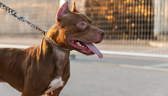 portrait-adorable-pitbull-dog