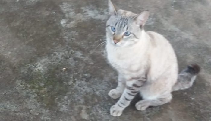 romeu