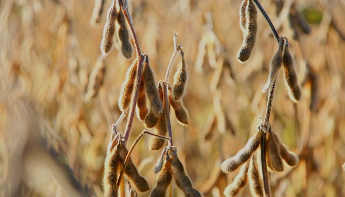 soya-bean-gaf7bf14bb_1920