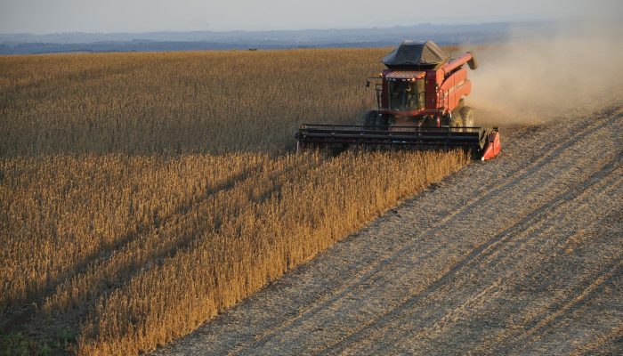 soybeans-1543071_1920