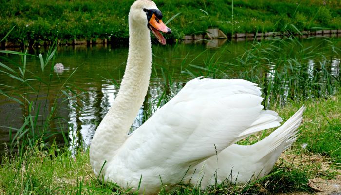 swan-1481834_1920