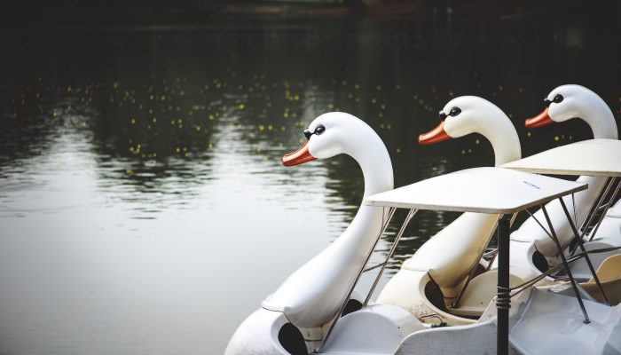 Swan paddle boats in a lake