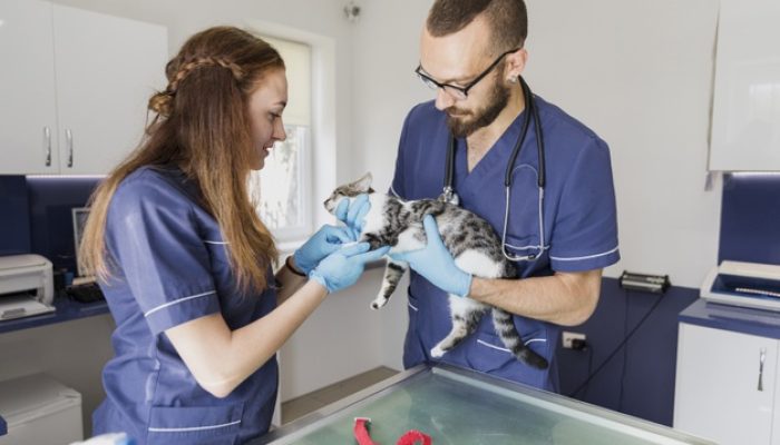 veterinarios-de-tiro-medio-ajudando-um-gato_23-2148302198
